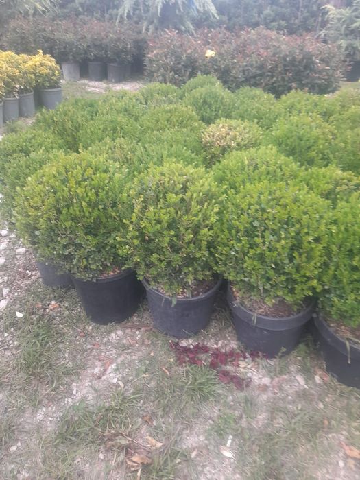 Vând plante ornamentale