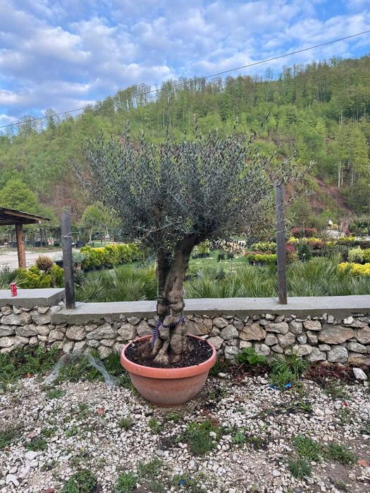 Măslin Olea Europaea de colecție | Design exterior și plantare