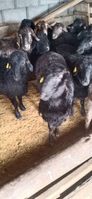 Токтылар сатылады