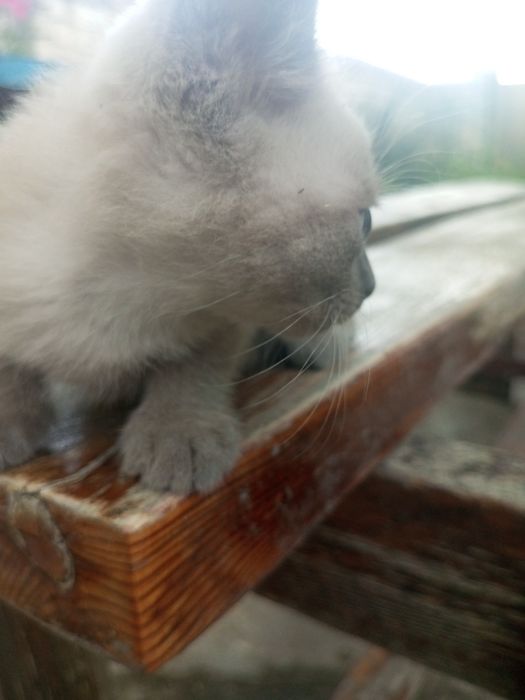 Продам котёнка!Добрым и любящим животных людям!