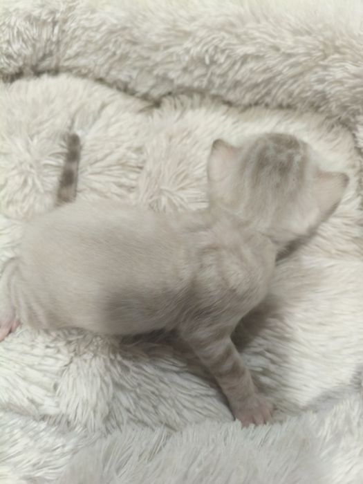 Котенок бенгальский