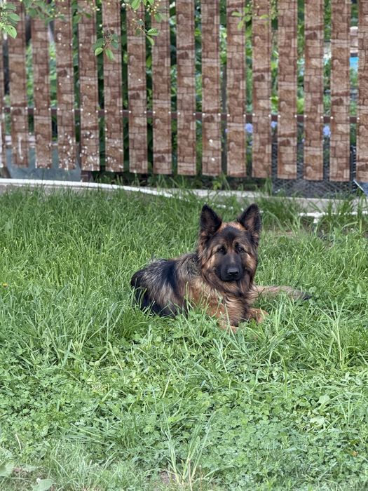 Продам щенят немецкой овчарки