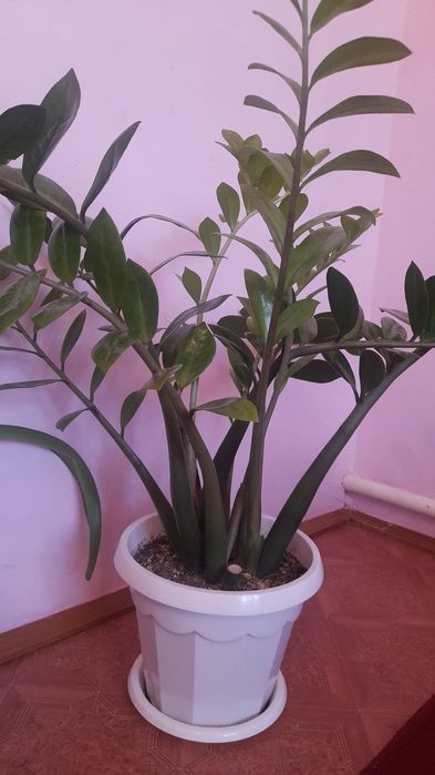 Хорошие комнатные хорошие