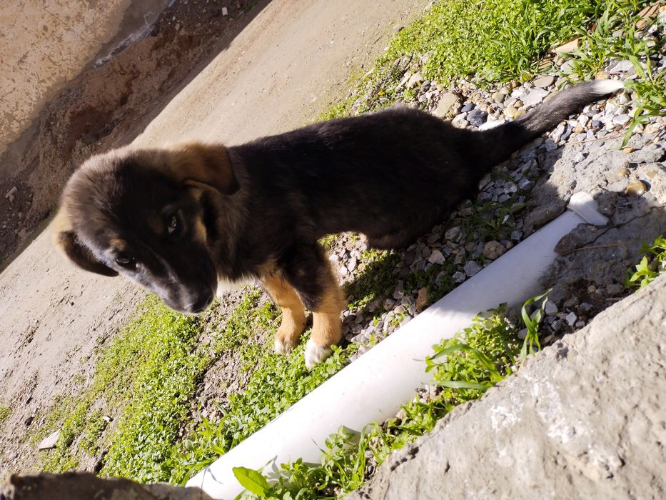 Kuchuk bolasi tekinga beriladi