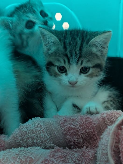 Продаются котята