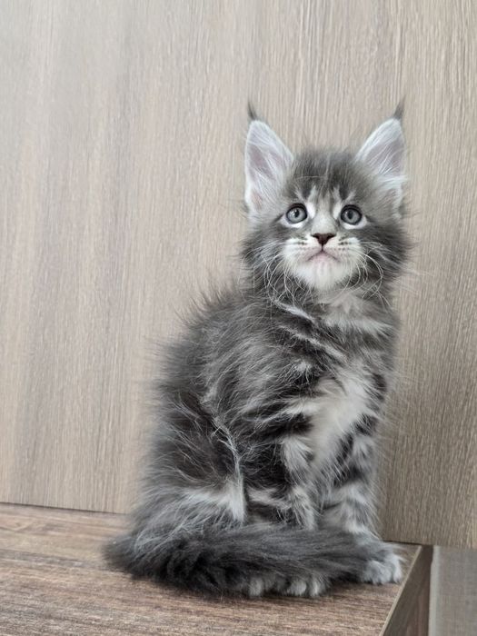 Шикарный мальчик мейн-куна