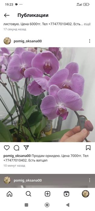 Цветы-Орхидея, Бигония, Антуриум