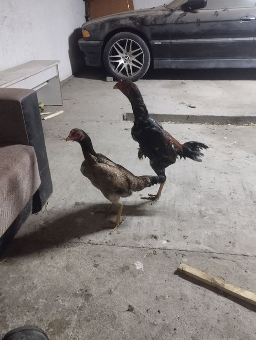 Продам молодую семейку