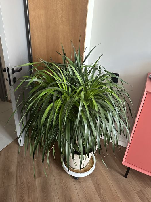 Драцена, 120см, 8 ствольная