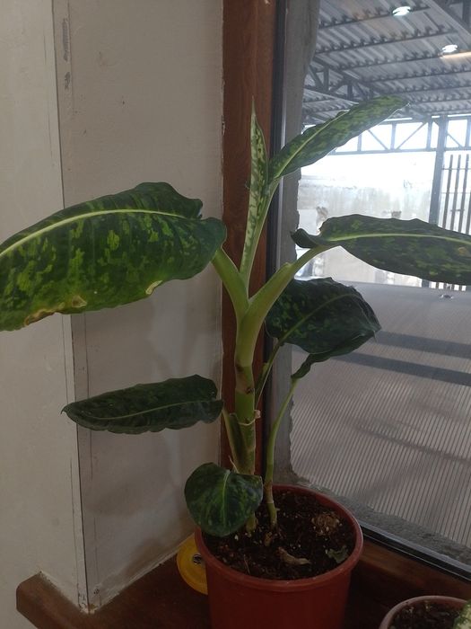 Диффенбахия гүлі