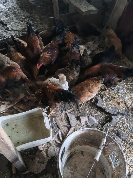 Продам куреи кученских