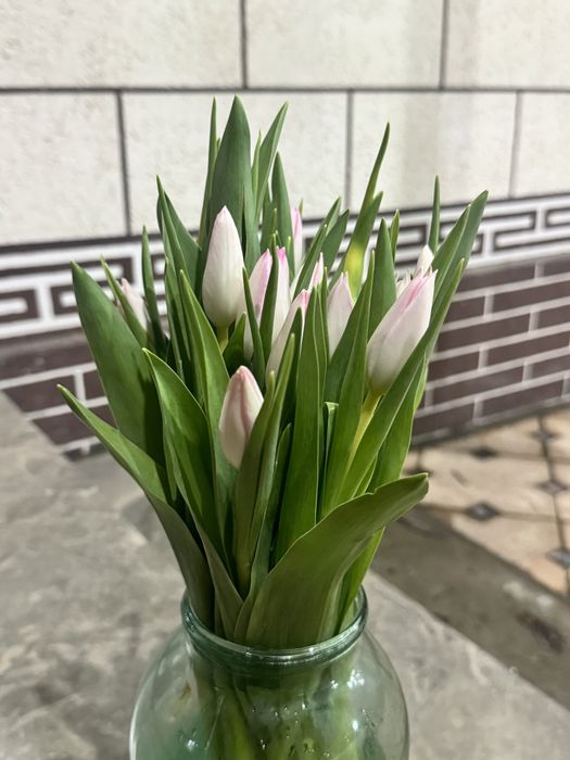 Тюльпан по оптом цене