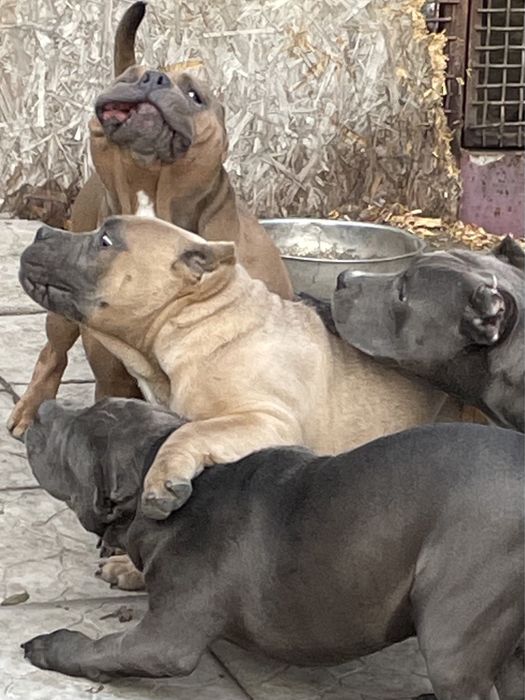 Щенки американский булли