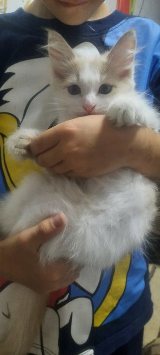 Отдаеться котик бесплатно
