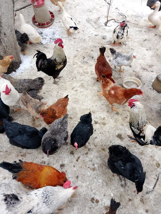 Gaini.rate și cocosi de vanzare