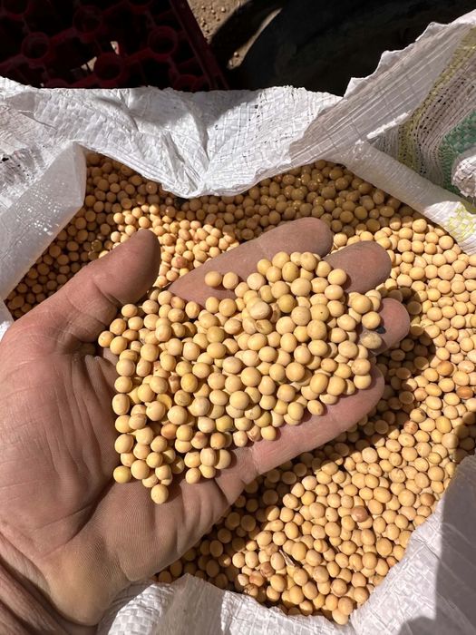 Vand samanta porumb dulce zaharat si samanta soia selectata pentru semanat