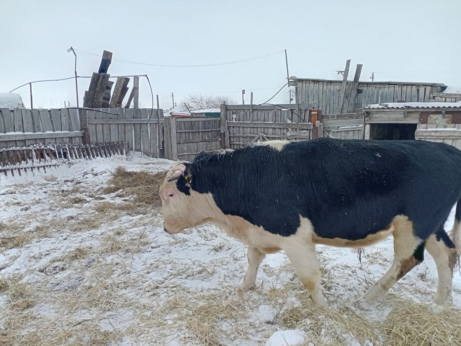 Продам Продам Продам Продам .