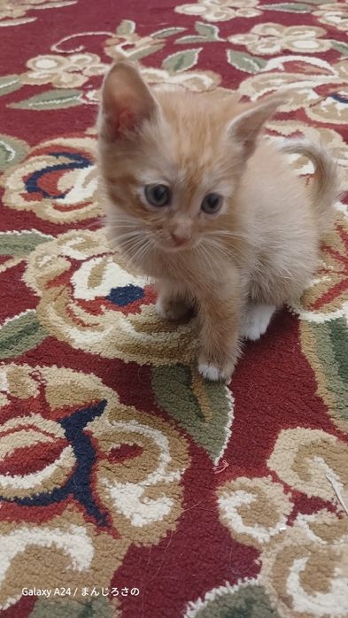 Есть котята в хорошего руки