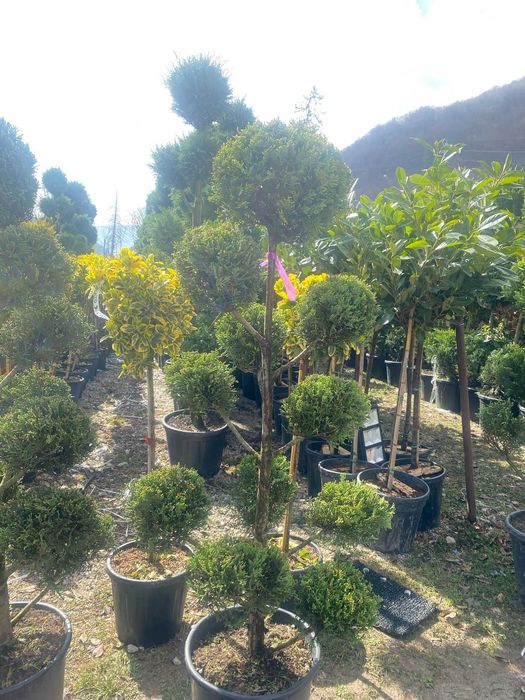 Arbuști Viguroși pentru Proiecte Rezidențiale