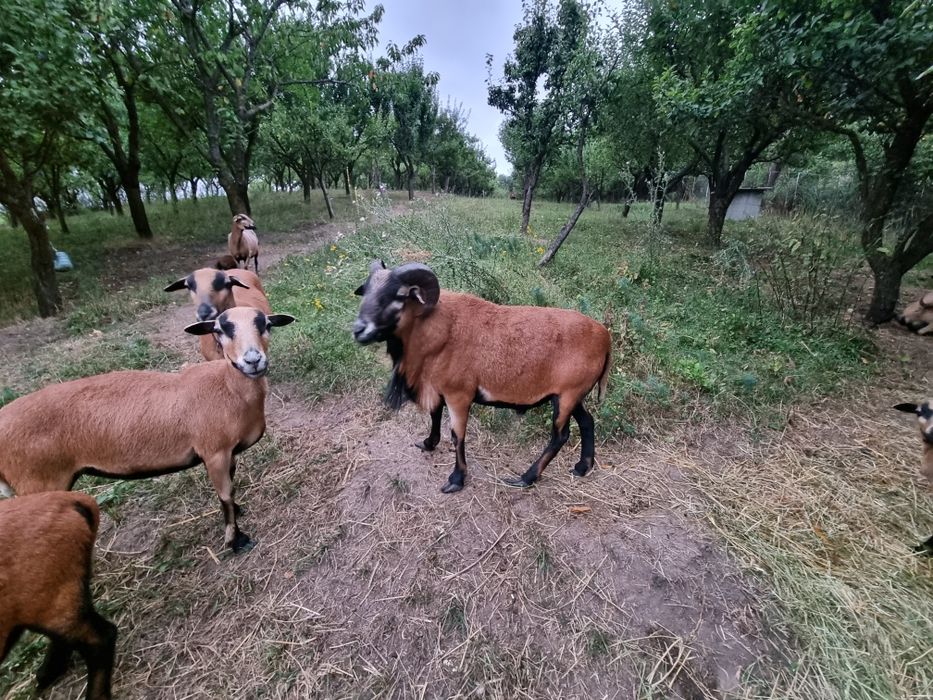 Berbec rasă Camerun