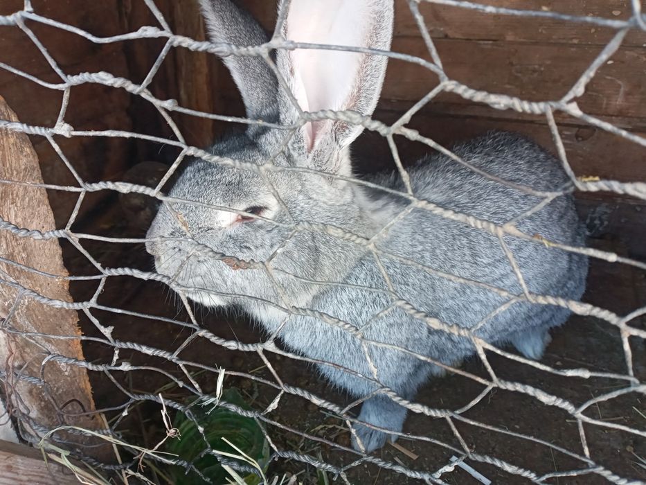 Крол хороший 6 месяцев