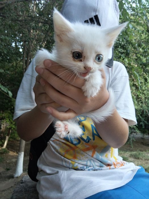Котёнок белого цвета
