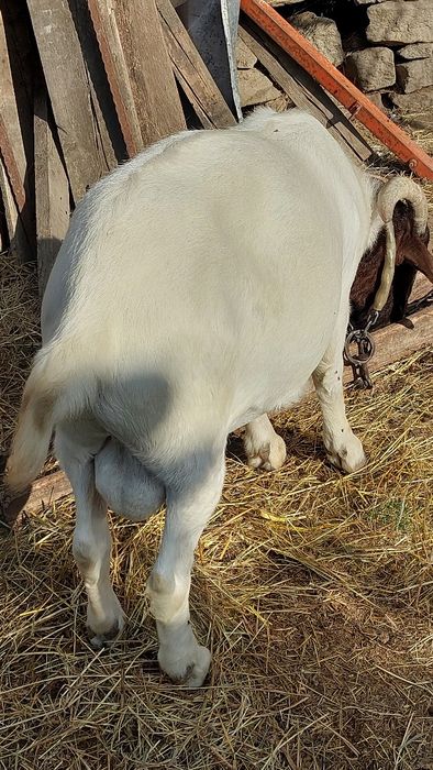 Capre,iezi,țapi rasă pura și metiși,boier,alpin,anglonubian