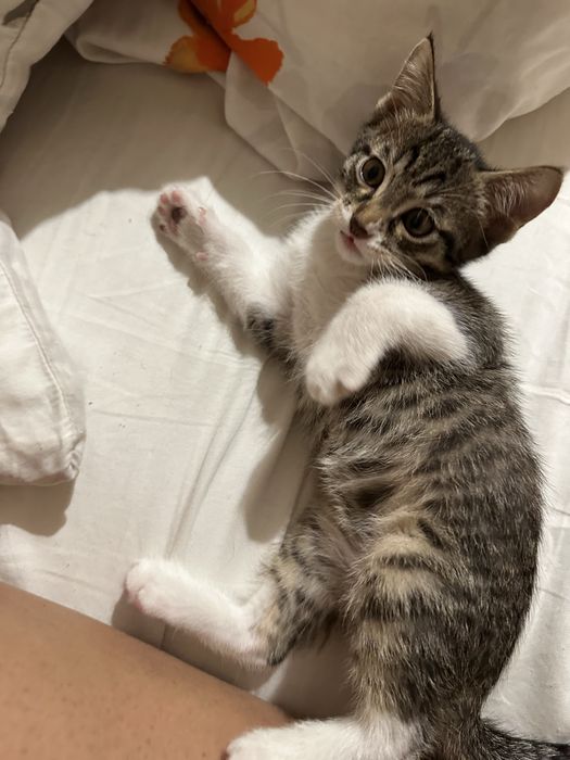 Котята в хорошие руки