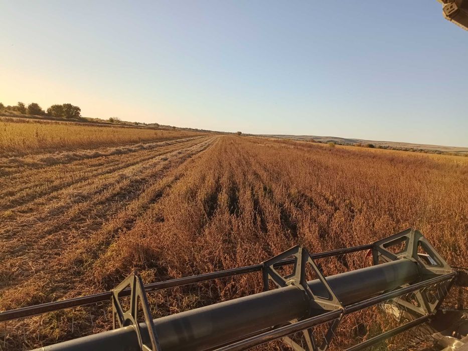 Семена соя (бобы)