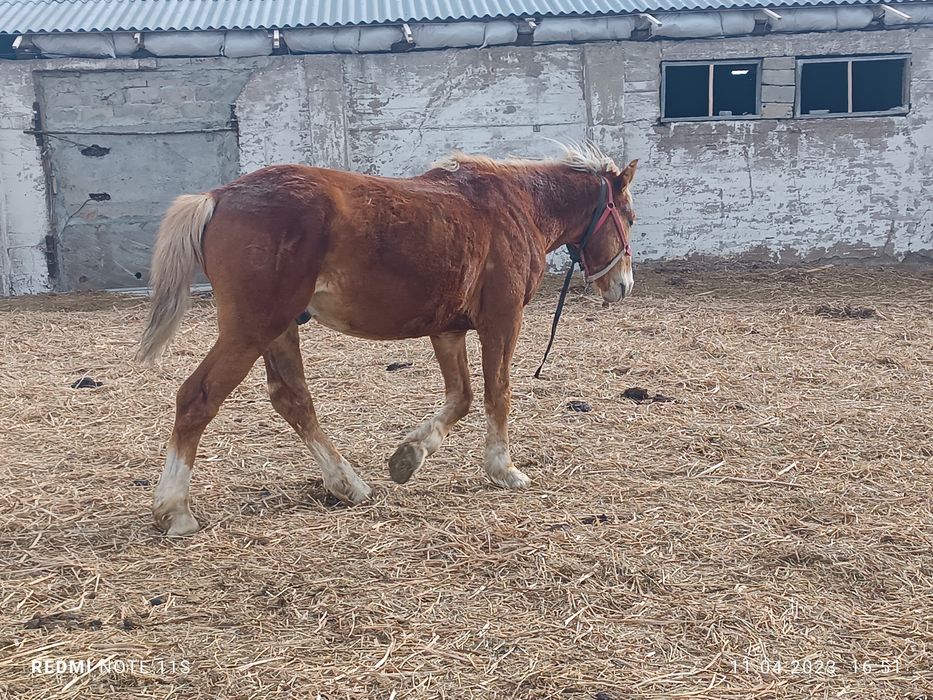 Продам айгыра 4 года