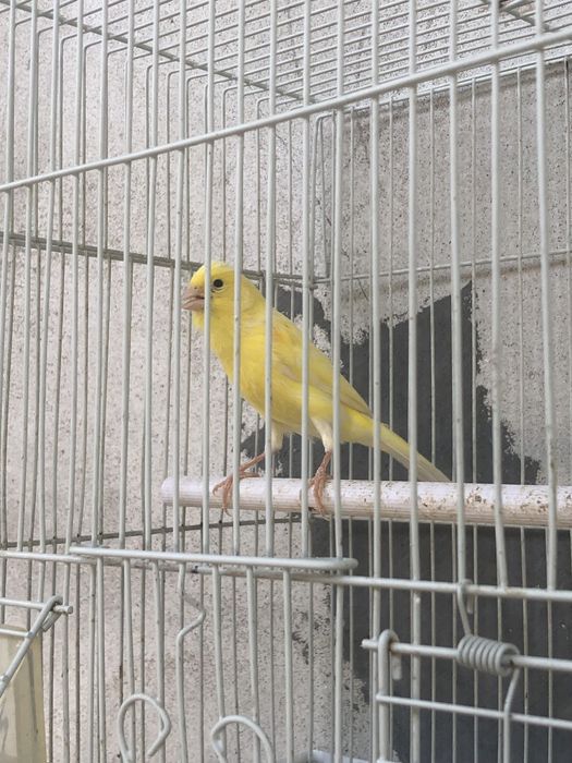 1yoshdan oshgan nar