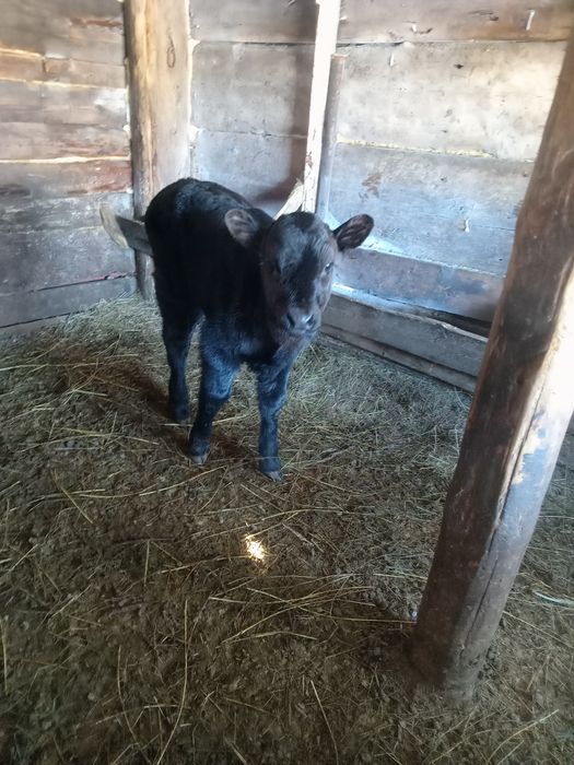 Продам телят телочек