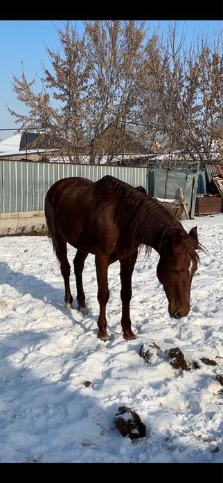 Айғыр саттылады.