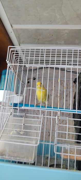 Продаётся Канарейки Тройник