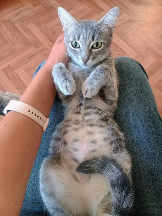 Отдам стерилизованную кошечку