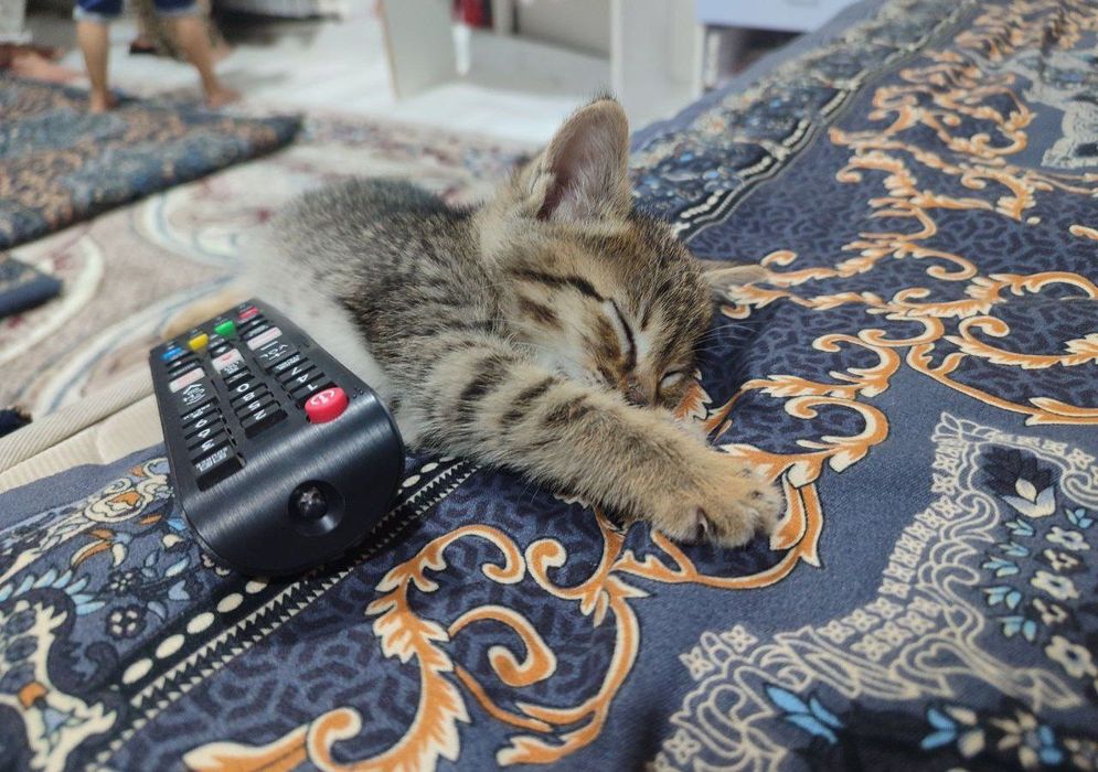 Котенок в добрые руки