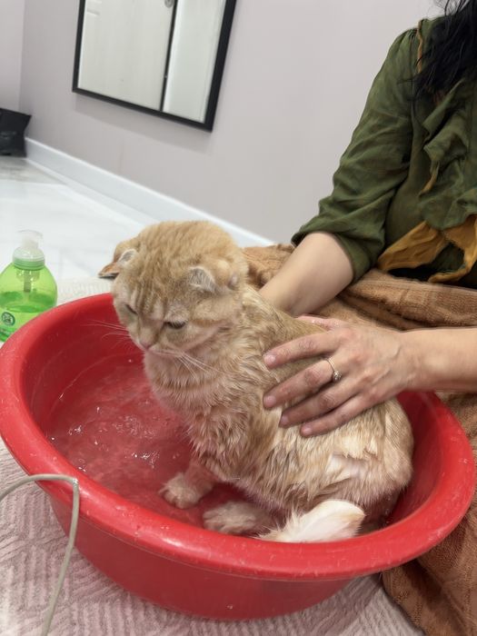 Кошка шотландская