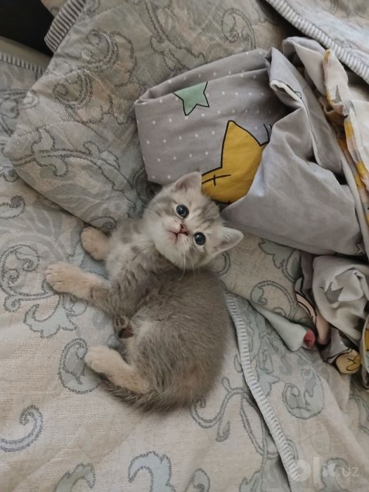 Продаю котенка девачку скоттиш страйт
