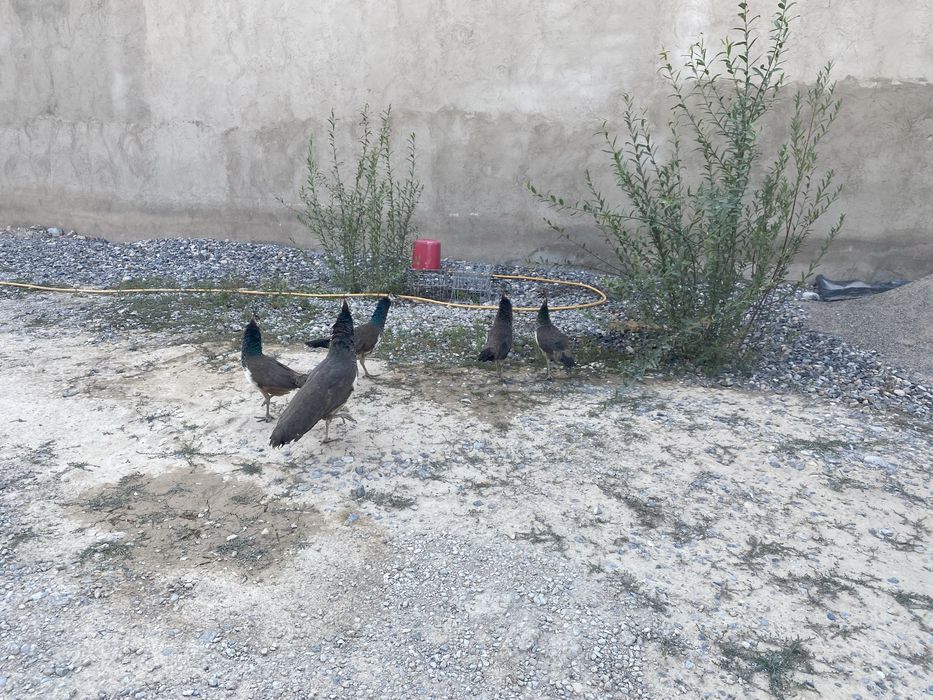 Продаются павлины