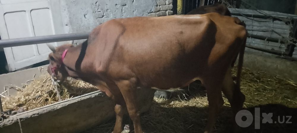 Ona bola sigir sotiladi kafolati bilan