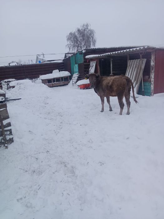 Продам телку торг