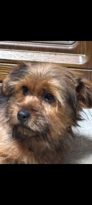 Yorkshire Terrier  Gold