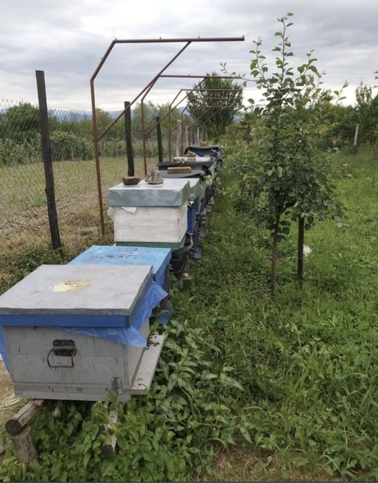 Ceara naturala de albine