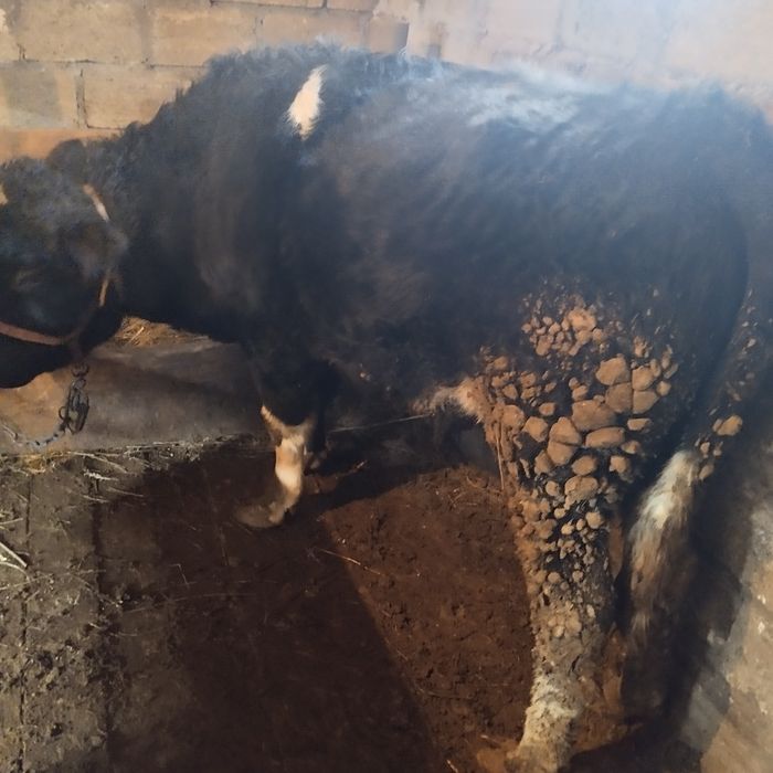 Продам бычка 1.3 возраст