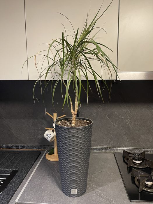 Домашние цветы