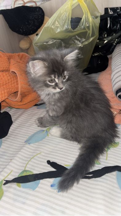 Отдам котенка девочка 2 мес