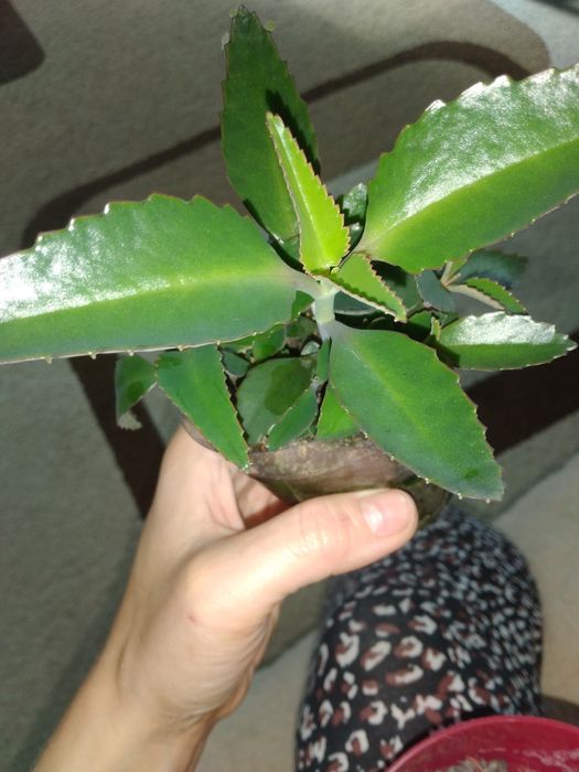 Продам отростки каланхоэ