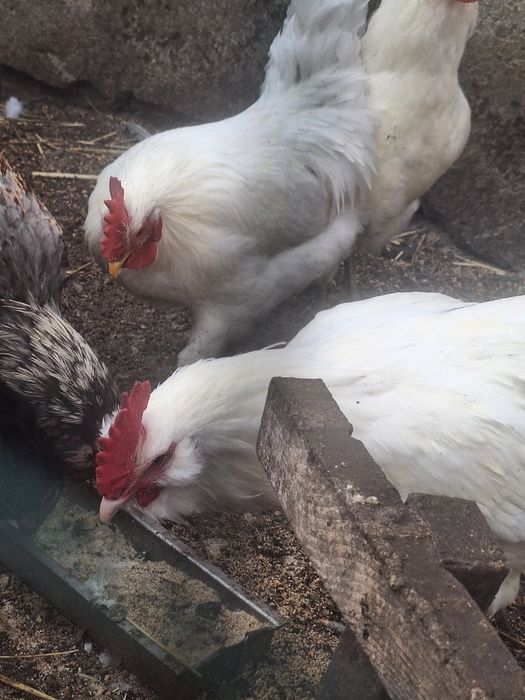 Cocoși de rasa italiana argintie și austrolorp
