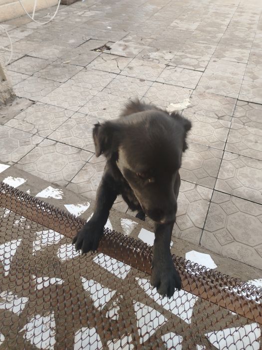 Өте сүйкімді ит ұл