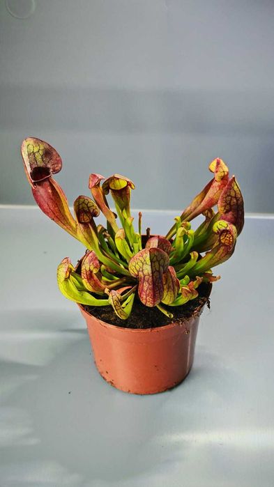 Мухоловка - Хищни - Насекомоядни растения